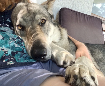 Albireo Echelon Wolf